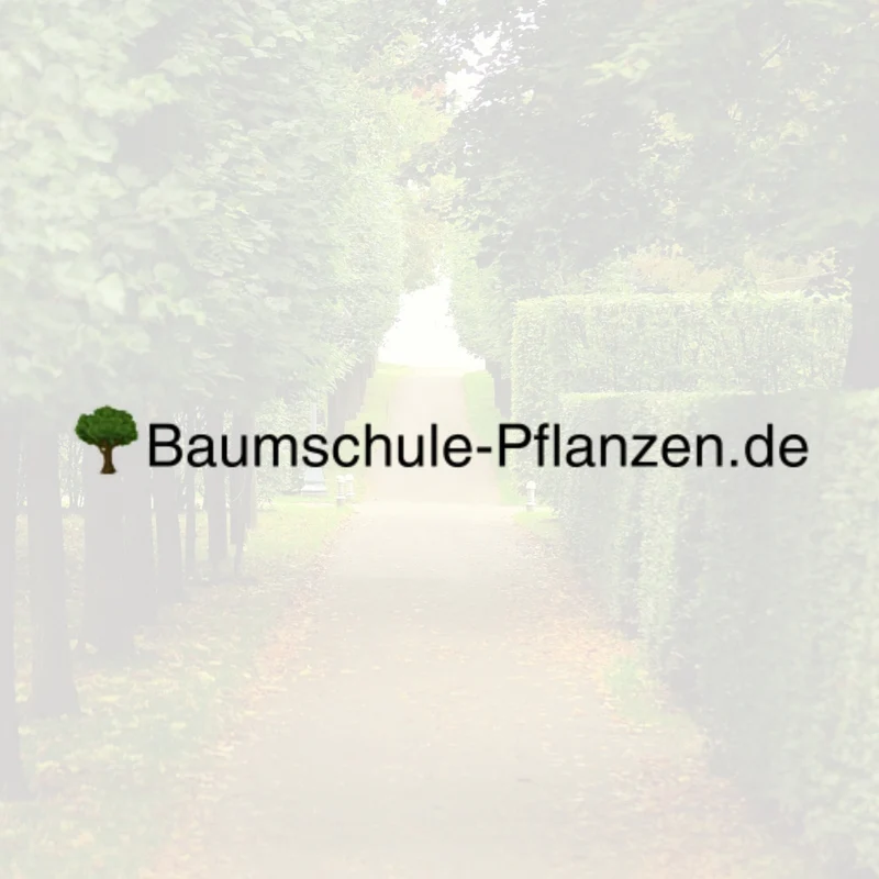 Baumschule-Pflanzen
